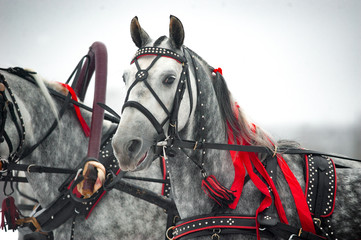 wheeler ,orlov trotter ftom russian troika with red ribbons in the mane