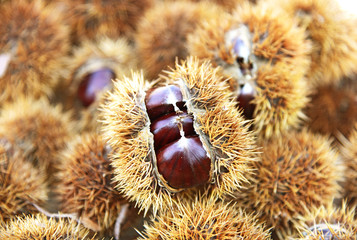 A lot of Castanea sativa, or sweet chestnut with brown husks.