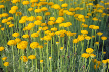 Helichrysum flowers on green nature blurred background. Yellow flowers for herbalism cultivation in meadow. Medicinal herb.
