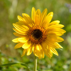 sunflower closeup, yellow flower on summer