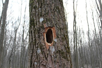 hole in the tree