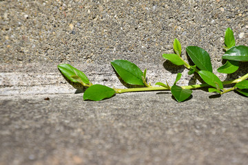 young plant growing through asphalt with negative space