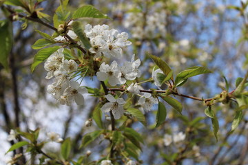 white flowers in spring