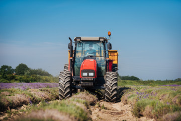 Boy driving an agricultural machine with a towing during harvesting lavender