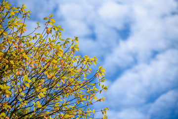 Branches of a tree with autumn yellow leaves on a blue sky