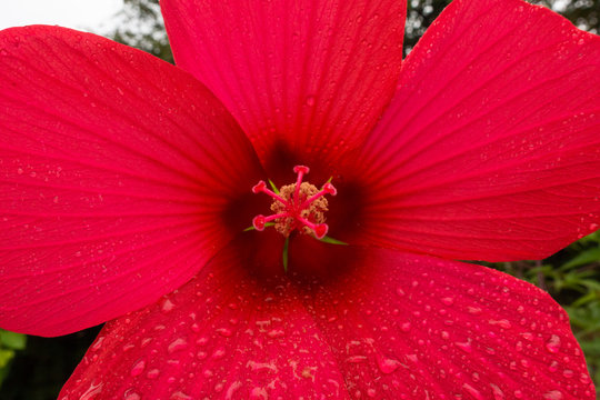 ibisco fiore rosso con gocce di rugiada bello