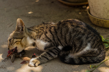A kitten and a sparrow. Pet kills birds and eats them. The kitty is a predator. The young hunter. The world of cats.	
