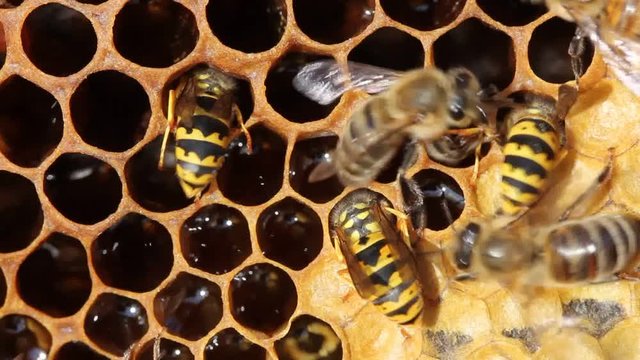 Wasps steal honey from a bee colony. Wasps often attack bee colonies.