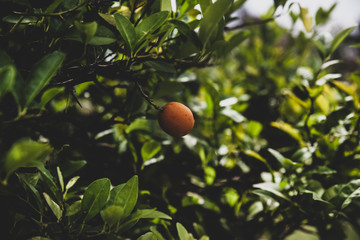 oranges on the tree