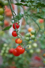 Cultivation of organic tomatoes at home. Bushes of green tomatoes tied to wooden stick. Healthy food