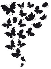 butterfly238