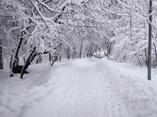 Snow-covered path and stuck snow on the branches of trees. Park in the snowy wintertime