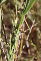 Ladybug in her green carpet