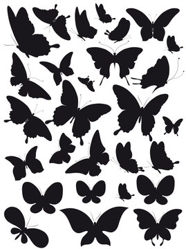 butterfly236