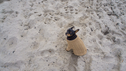 Obraz premium Hund in Wollpullover am Strand