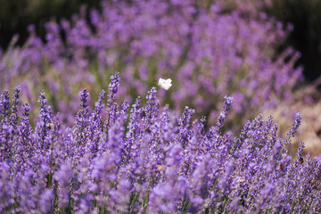 Fototapeta na wymiar Close up of lavender flowers full of insects like bees and hornets