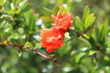 Obraz premium Apprenez à prononcer Sophisticated orange flower in her crinkled dress