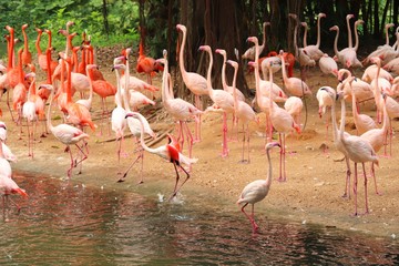Fototapeta na wymiar a group of flamingos is spreading its wings
