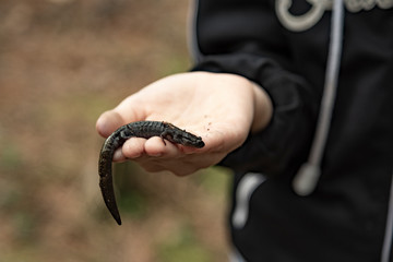 Man and the animal world.