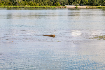 Fototapeta premium Treibholz auf dem Rhein