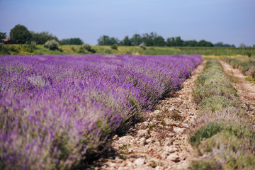 Close up of lavender field rows