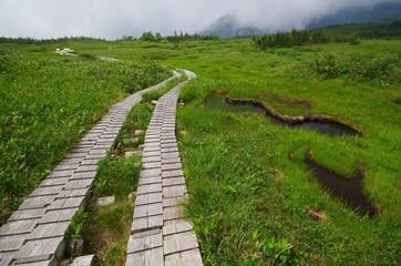 弥陀ヶ原湿原の道