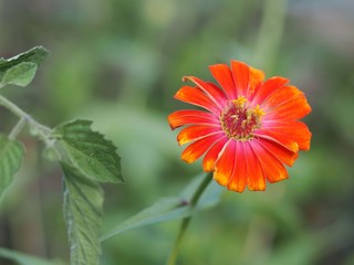 ヒャクニチソウの花