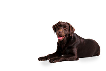 Portrait of eighteen months old chocolate labrador retriever isolated on white background. Happy and funny brown dog, studio shot. Close up, copy space.