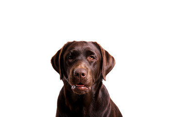 Portrait of eighteen months old chocolate labrador retriever isolated on white background. Happy and funny brown dog, studio shot. Close up, copy space.