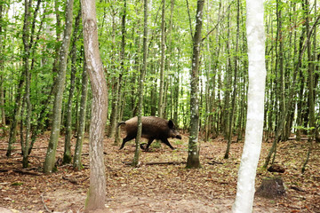 wild sow boar in the forest