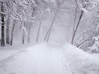 Heavy snowing, snow-covered path and stuck snow on the branches of trees. Park in the snowy wintertime. Selective focus