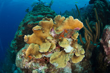 Naklejka na ściany i meble Coral Reel Garden under water Los Roques National Park in Venezuela