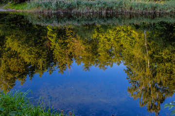 Forest near Kiev in August