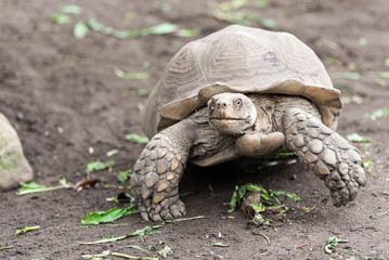Fototapeta premium Tortoise marching on