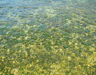 Panorama of the seabed covered with diverse vegetation through the prism of clear seawater illuminated by sunlight.