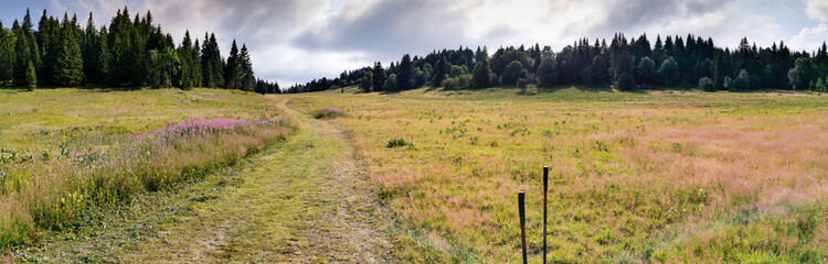 Prairie fleurie sur le plateau Château Julien, Vercors, Isère, Auvergne-Rhône-Alpes, France