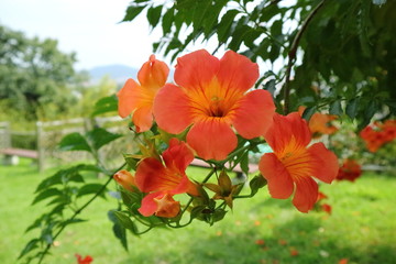 flower in this season in Japan