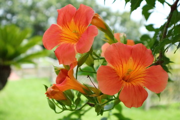 Fototapeta premium flower in this season in Japan