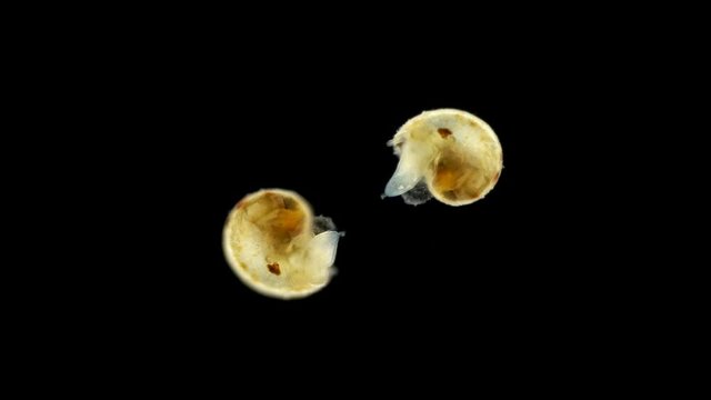 Black Sea plankton and zooplankton under a microscope, the Gastropoda mollusk larva, already formed, ready to fall to the bottom and crawl