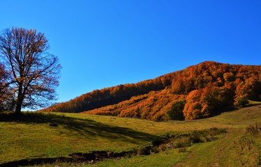 Fototapeta premium autumn landscape on a hill with trees