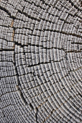 natural wood background