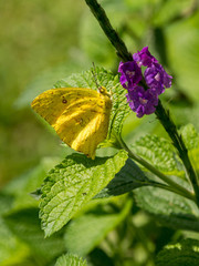 Cloudless Sulphur Butterfly (Phoebis sennae), Costa Rica