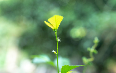 green leaves with blur  bokeh   fresh spring nature background