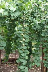 Ginkgo fruit in Japan