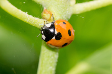 seven-spotted Ladybird (Coccinella septempunctata) in the UK