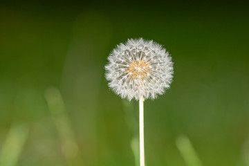 Dandelion seed head, taken in the UK