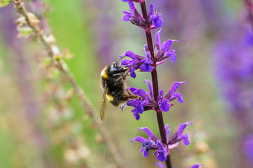 White-Tailed Bumblebee (Bombus lucorum), taken in the UK