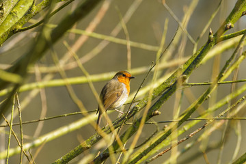 European Robin (Erithacus rubecula) perched in a bush, taken in the UK