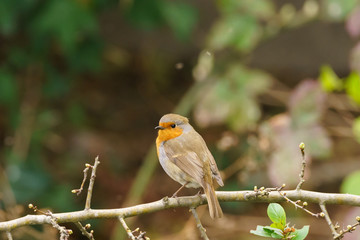 European Robin (Erithacus rubecula) perched in a bush, taken in the UK