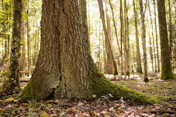 trunk of big tree